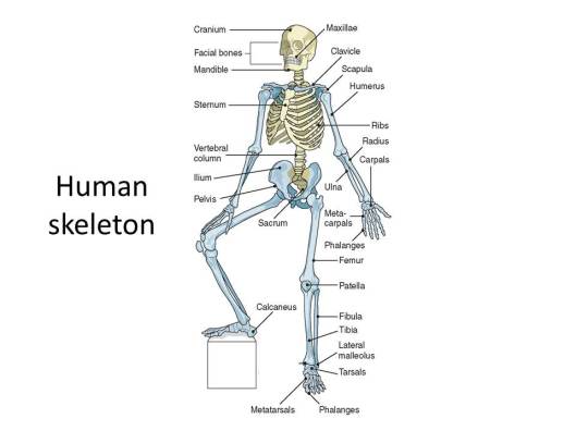 Chapter 2. Human-Human skeleton